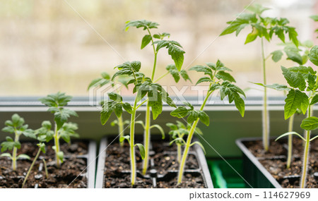 Tomato seedlings in plastic containers. Seedlings of small tomatoes. Growing vegetables on the window.Home planting.  114627969