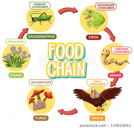 Food Chain Illustration Food Chain Illustration 114628042