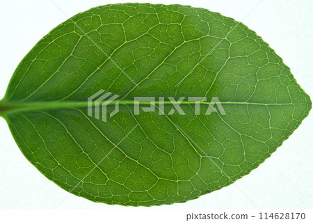 Yabutsubaki（灌木山茶花）的幼葉和葉脈 114628170