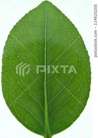 Yabutsubaki(灌木山茶花)的幼葉和葉脈 Yabutsubaki(灌木山茶花)的幼葉和葉脈 114628208
