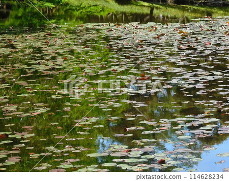 睡蓮 睡蓮 水生植物 114628234