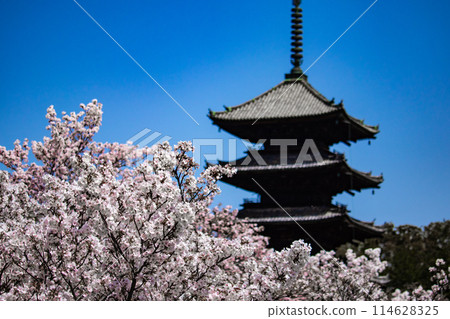 [Kyoto Scenery] Ninna-ji Temple: The five-story pagoda matches the Omuro cherry blossoms 114628325