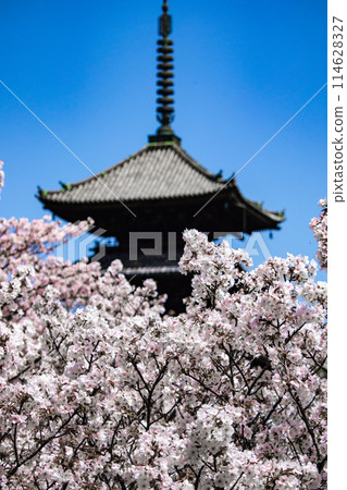 【京都風景】仁和寺、大室櫻花、五層寶塔好搭 【京都風景】仁和寺、大室櫻花、五層寶塔好搭 114628327