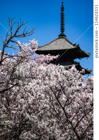 [Kyoto Scenery] Ninna-ji Temple: The five-story pagoda matches the Omuro cherry blossoms 114628331