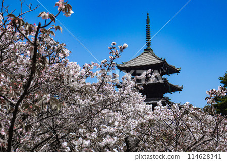 [Kyoto Scenery] Ninna-ji Temple: The five-story pagoda matches the Omuro cherry blossoms 114628341