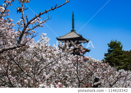 [Kyoto Scenery] Ninna-ji Temple: The five-story pagoda matches the Omuro cherry blossoms 114628342