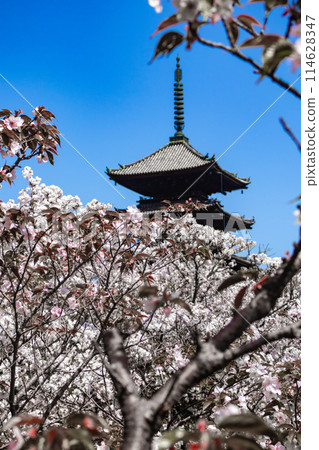 [Kyoto Scenery] Ninna-ji Temple: The five-story pagoda matches the Omuro cherry blossoms 114628347