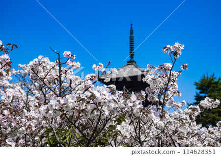 【京都風景】仁和寺、大室櫻花、五層寶塔好搭 【京都風景】仁和寺、大室櫻花、五層寶塔好搭 114628351