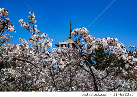 【京都風景】仁和寺、大室櫻花、五層寶塔好搭 【京都風景】仁和寺、大室櫻花、五層寶塔好搭 114628355