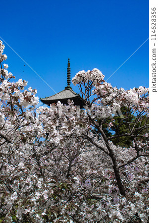 【京都風景】仁和寺、大室櫻花、五層寶塔好搭 114628356