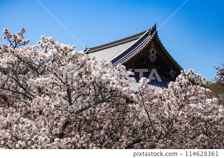 【京都風景】仁和寺、大室櫻花、五層寶塔好搭 【京都風景】仁和寺、大室櫻花、五層寶塔好搭 114628361