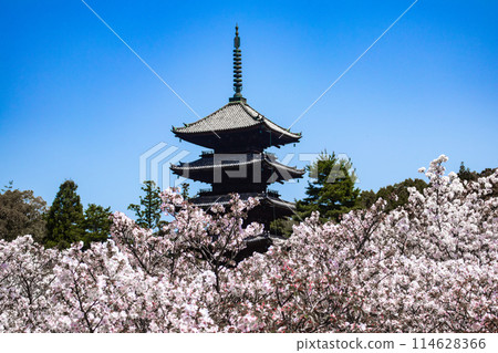 【京都風景】仁和寺、大室櫻花、五層寶塔好搭 114628366
