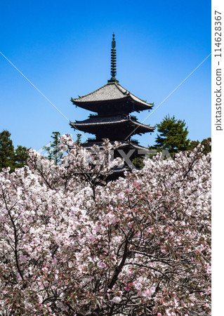 【京都風景】仁和寺、大室櫻花、五層寶塔好搭 114628367