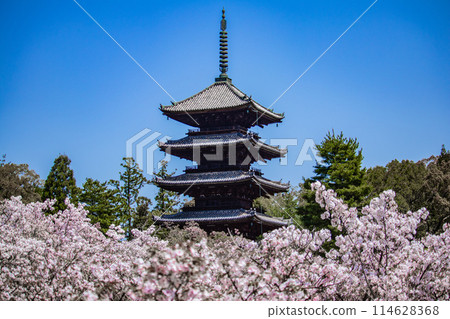【京都風景】仁和寺、大室櫻花、五層寶塔好搭 114628368