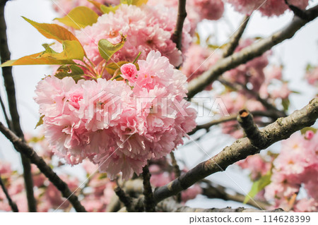 Japanese cherry sakura blossoming branches Japanese cherry sakura blossoming branches 114628399