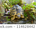 A turtle moving forward slowly, one step at a time 114628442