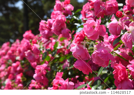 玫瑰安吉拉 114628517