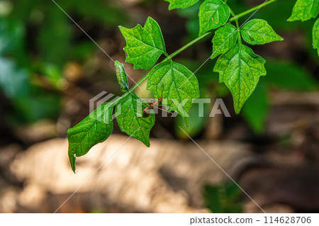 Red ants on leaves Red ants on leaves 114628706
