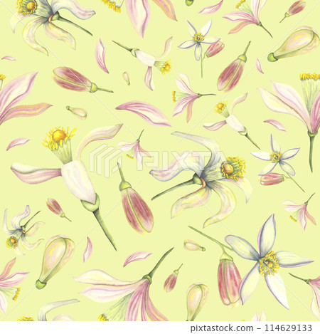 Watercolor tender set with bud and flower. Hand painted pink lemon tangerine orange flowers isolated on white background. Illustration for design, print, fabric, decor for summer romantic cover, 114629133