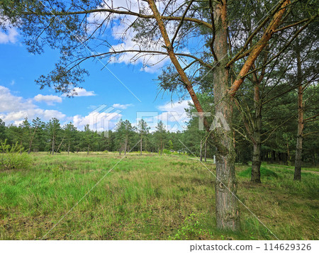 A pine tree, grass in the green forest, blue cloudy sky A pine tree, grass in the green forest, blue cloudy sky 114629326
