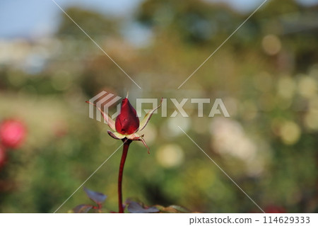 荒尾市少女公民花壇玫瑰花， 114629333