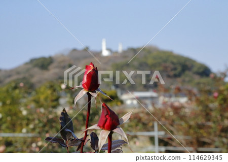 荒尾市少女公民花壇玫瑰花, 荒尾市少女公民花壇玫瑰花, 114629345