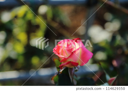 Arao City Ominous Citizen Flower Bed Rose Flower, Arao City Ominous Citizen Flower Bed Rose Flower, 114629350