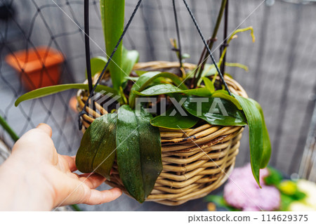 Phalaenopsis orchids planted in wicker basket in flower pot in rain on balcony 114629375