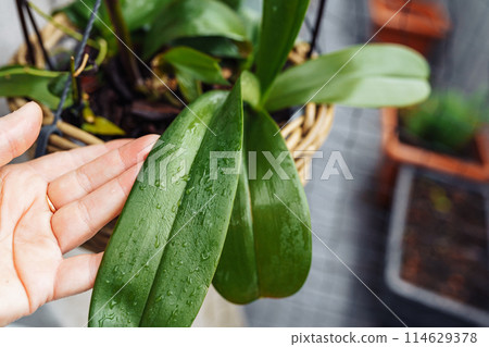 Phalaenopsis orchids planted in wicker basket in flower pot in rain on balcony 114629378