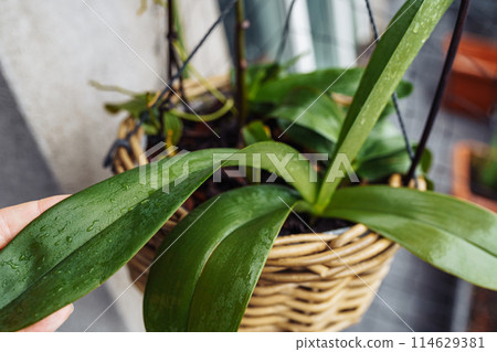 Phalaenopsis orchids planted in wicker basket in flower pot in rain on balcony 114629381