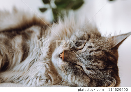 portrait sleeping domestic cat in living room in rays of light 114629400