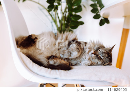 portrait sleeping fluffy gray cat portrait sleeping fluffy gray cat 114629403