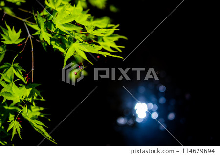 新鮮的綠色楓樹 114629694