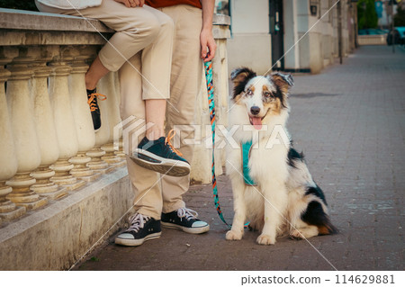 Cute pure breed Aussie dog is sitting on leash near its owners. Cute pure breed Aussie dog is sitting on leash near its owners. 114629881