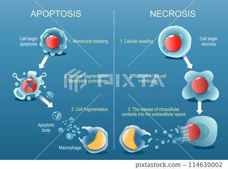 Apoptosis or Necrosis. Death of a cell Apoptosis or Necrosis. Death of a cell 114630002
