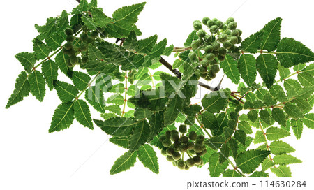 Japanese pepper leaves and fruit (close-up) 114630284