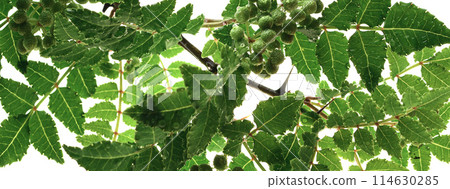 Japanese pepper leaves and fruit (close-up) 114630285