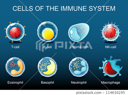 White blood cells. leukocytes White blood cells. leukocytes 114630295