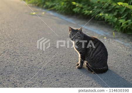 坐在路邊的虎斑貓 坐在路邊的虎斑貓 114630390