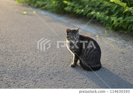 坐在路邊的虎斑貓 坐在路邊的虎斑貓 114630393