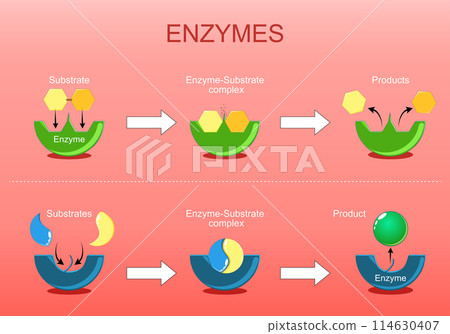 Enzyme function 114630407