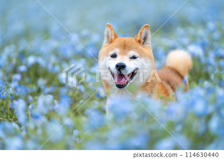 Shiba Inu playing in the field, Nemophila and Shiba Inu, Shiba Inu on a blue background Shiba Inu playing in the field, Nemophila and Shiba Inu, Shiba Inu on a blue background 114630440