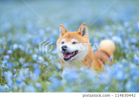 柴犬在田野裡玩耍，Nemophila 和柴犬，藍色背景中的柴犬 114630442