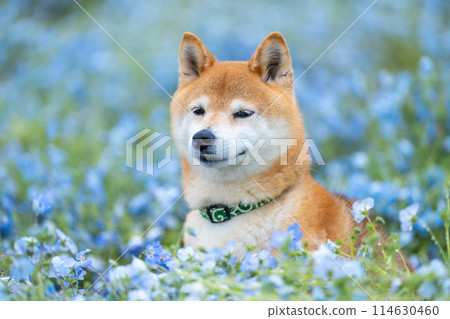 柴犬在田野裡玩耍,Nemophila 和柴犬,藍色背景中的柴犬 柴犬在田野裡玩耍,Nemophila 和柴犬,藍色背景中的柴犬 114630460