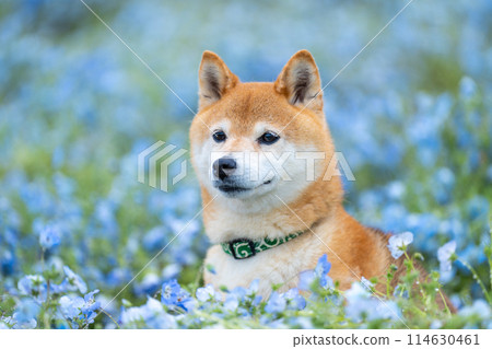 Shiba Inu playing in the field, Nemophila and Shiba Inu, Shiba Inu on a blue background Shiba Inu playing in the field, Nemophila and Shiba Inu, Shiba Inu on a blue background 114630461