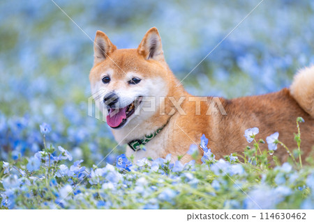 Shiba Inu playing in the field, Nemophila and Shiba Inu, Shiba Inu on a blue background Shiba Inu playing in the field, Nemophila and Shiba Inu, Shiba Inu on a blue background 114630462