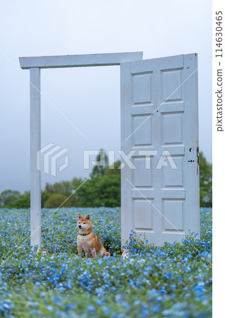 柴犬在田野裡玩耍，Nemophila 和柴犬，藍色背景中的柴犬 114630465
