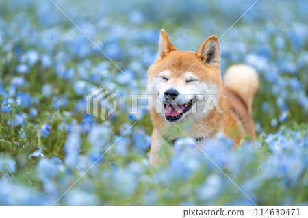 柴犬在田野裡玩耍，Nemophila 和柴犬，藍色背景中的柴犬 114630471