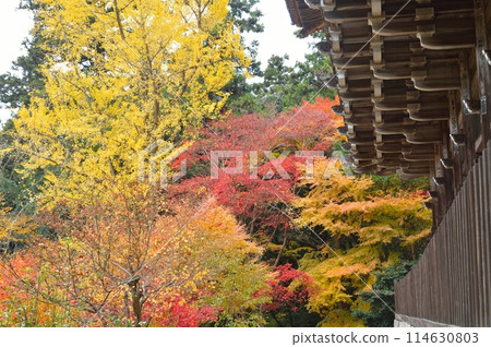 書寫山圓教寺秋葉覆蓋的三門 書寫山圓教寺秋葉覆蓋的三門 114630803