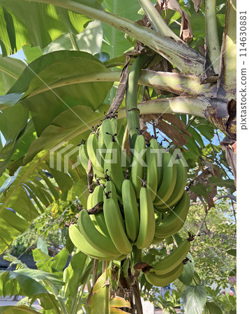 Photographing an outdoor banana tree and growing bananas 114630881